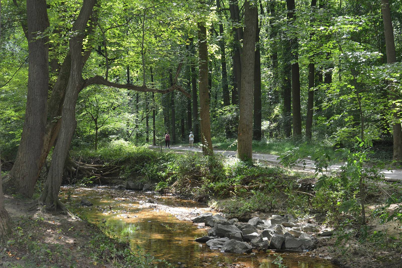 Sligo Creek and its wooded trail in Silver Spring, Maryland