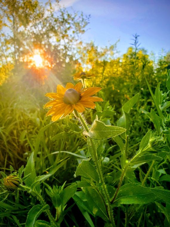 A yellow black-eyed Susan backlit by a low sun in a meadow