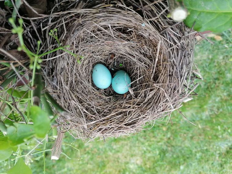 A bird nest holding two pale blue eggs among green leaves